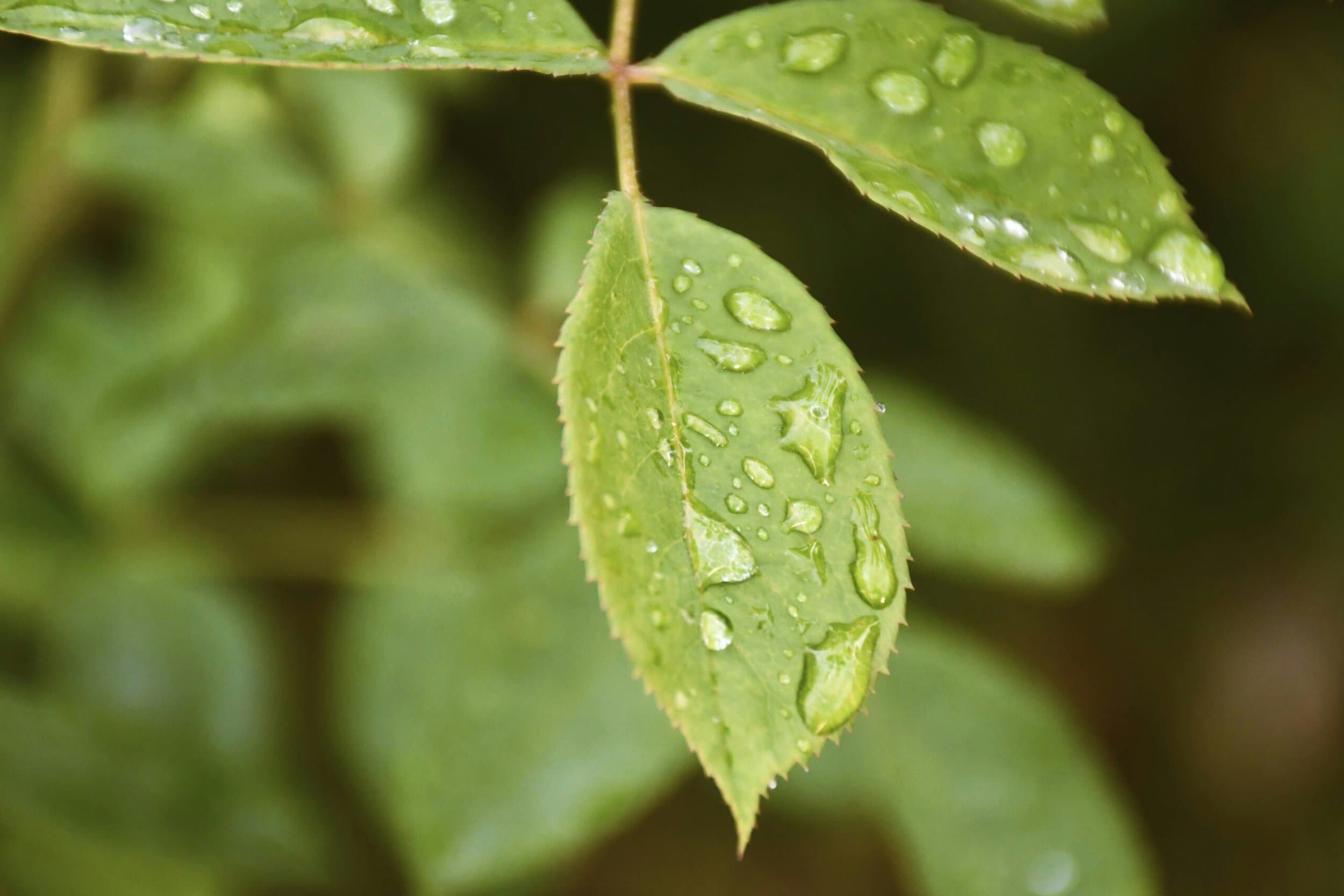 regenwater opvangen in eigen tuin